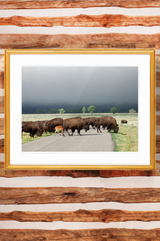 Jackson Hole Fine Art Photography Print - Buffalo