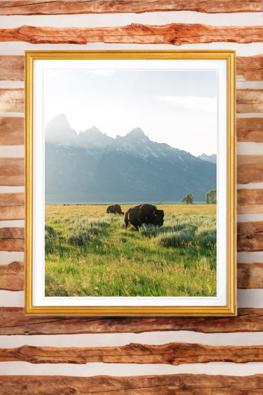 Jackson Hole Fine Art Print - Bison Mormon Row
