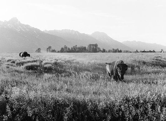 Jackson Hole Fine Art Photography Print - Bison Roaming Tetons Afternoon Sun