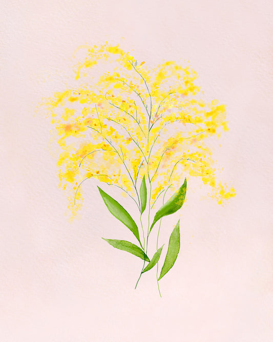 Botanical Forsythia On Pink Unframed 11x14"