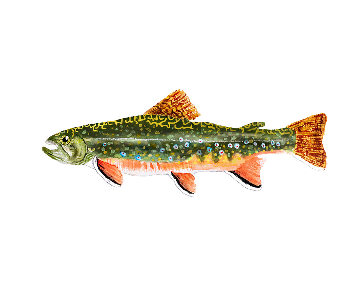 11 x 14" Giclée Print Brook Trout Fish