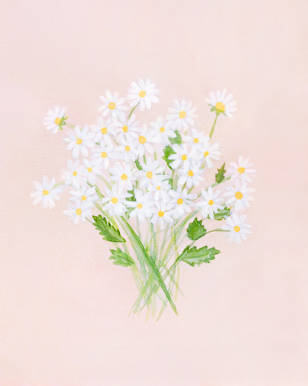 Botanical Chamomile On Pink Unframed 11x14"