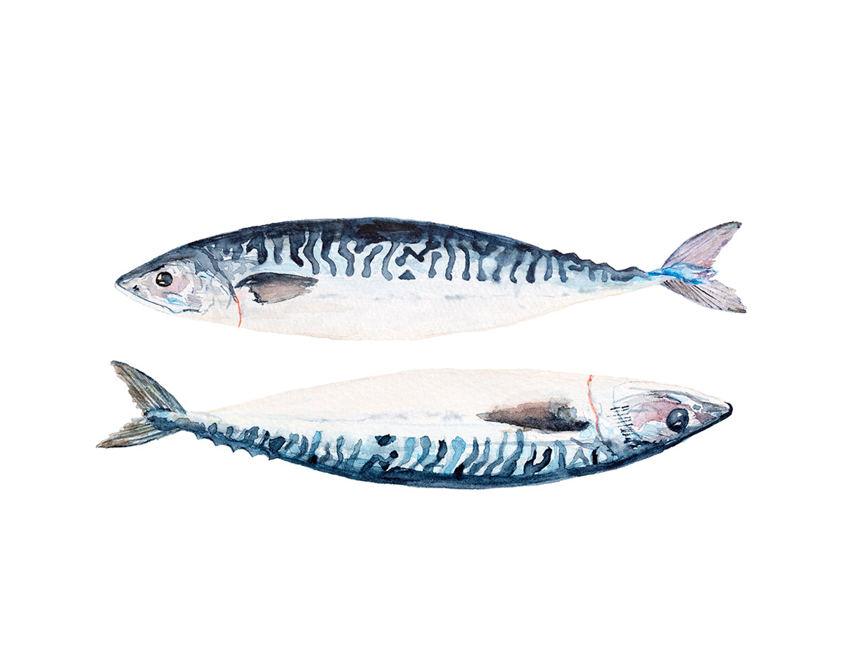 11 x 14" Giclée Print Mackerel Fish