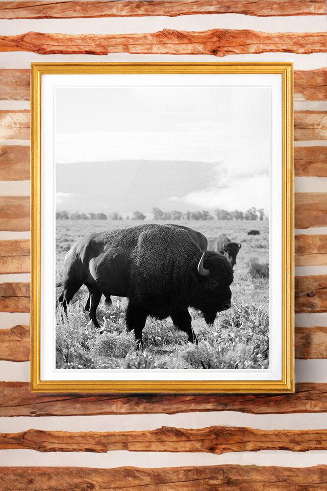 Jackson Hole Fine Art Photography Print - Bison TWO