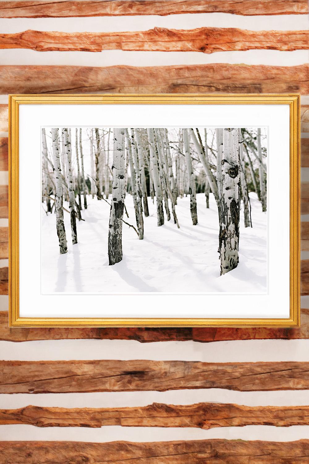 Jackson Hole Fine Art Photography Print - Winter Aspens II