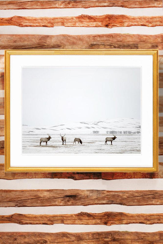 Jackson Hole Fine Art Photography Print - National Elk Refuge
